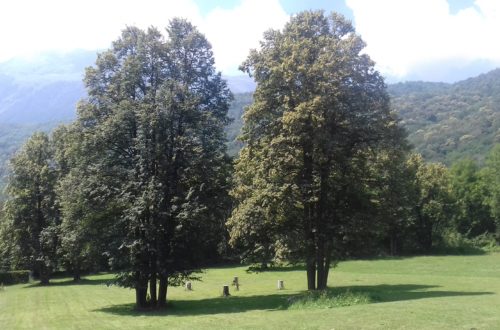 i tigli della fattoria