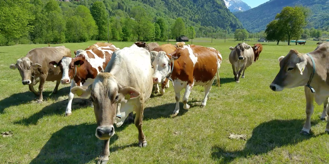 Schermata 2019-05-24 alle 10.17.48